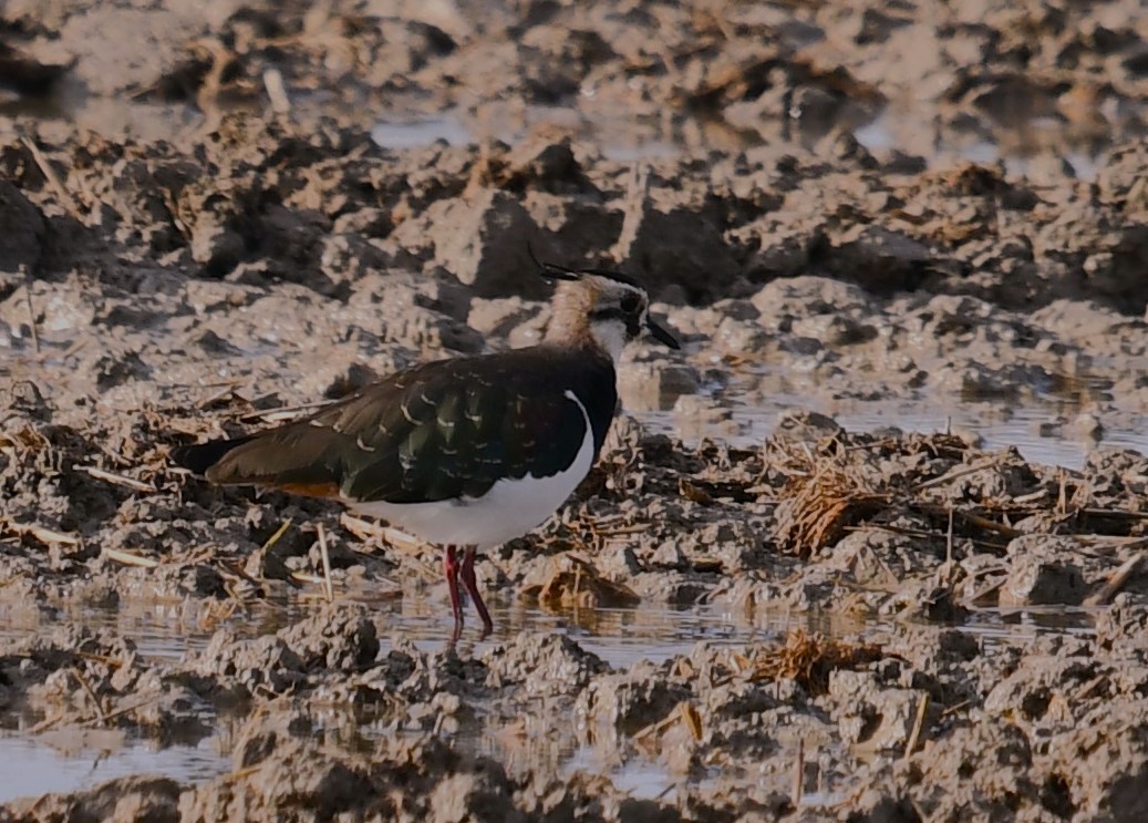 Northern Lapwing - ML614707287