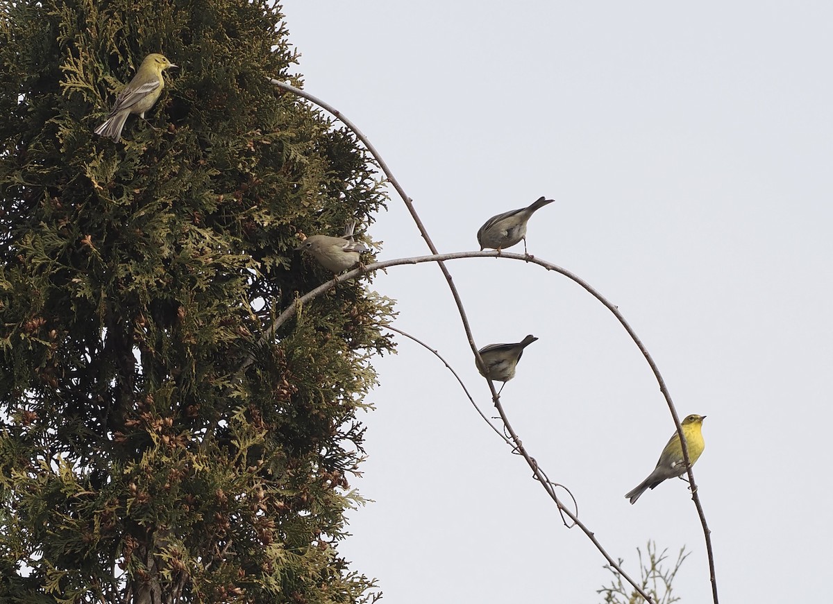 Pine Warbler - Jim Sparrell