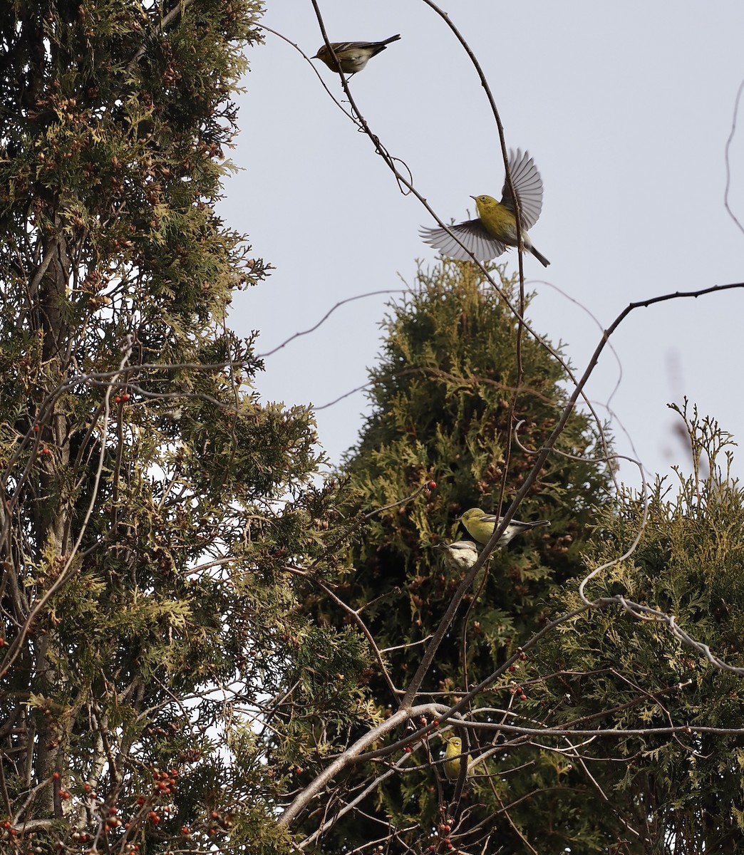 Pine Warbler - Jim Sparrell