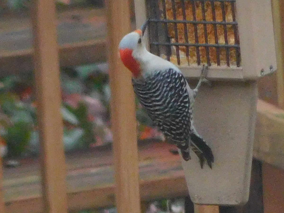 Red-bellied Woodpecker - ML614707419
