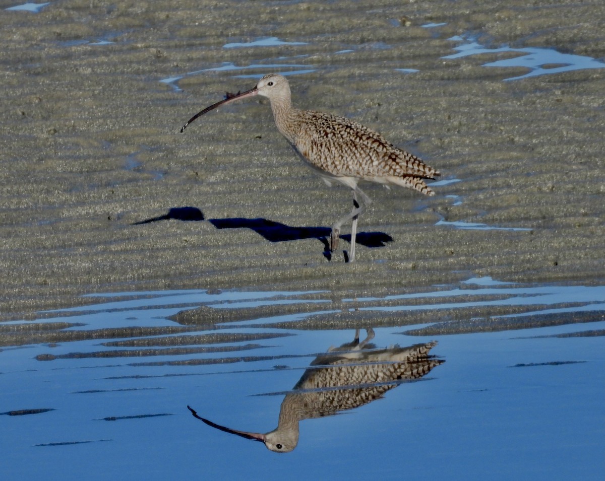 Long-billed Curlew - ML614707431