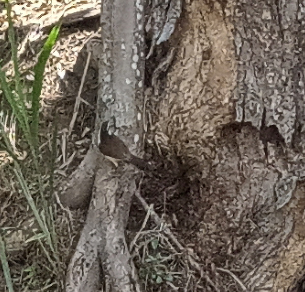 Bicolored Wren - ML614707470