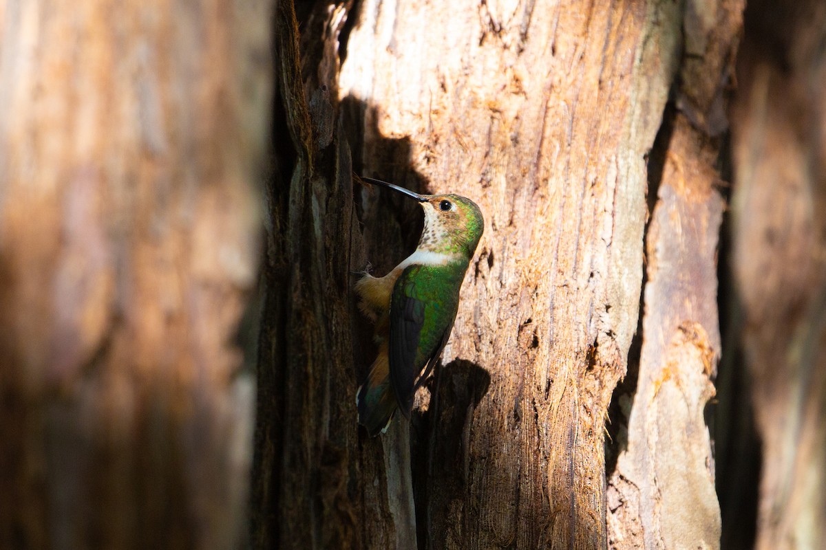 Allen's Hummingbird - Dalton Beeler