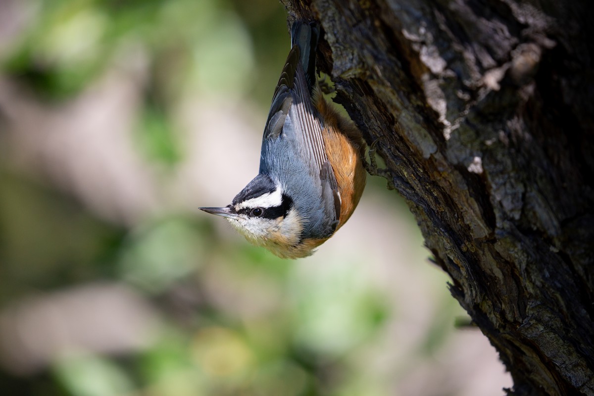 Red-breasted Nuthatch - Dalton Beeler