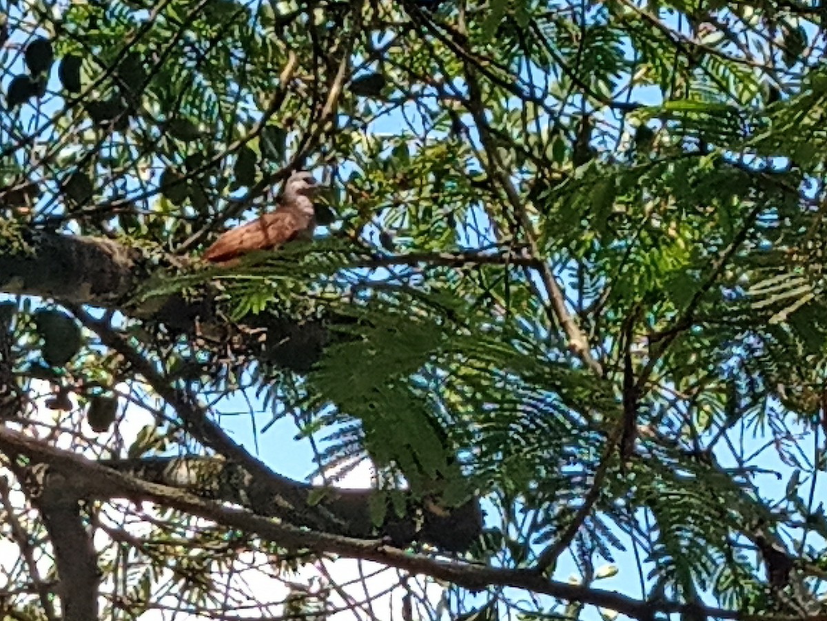 Ruddy Ground Dove - ML614707534