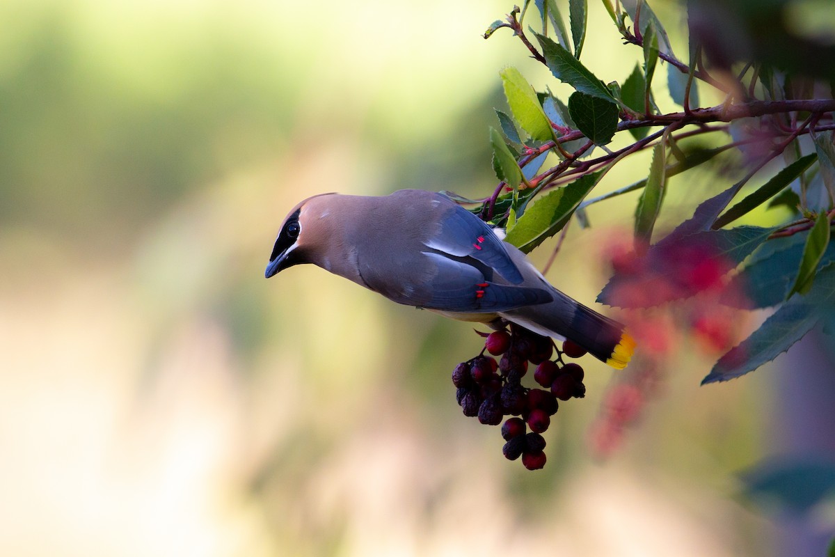 Cedar Waxwing - ML614707546