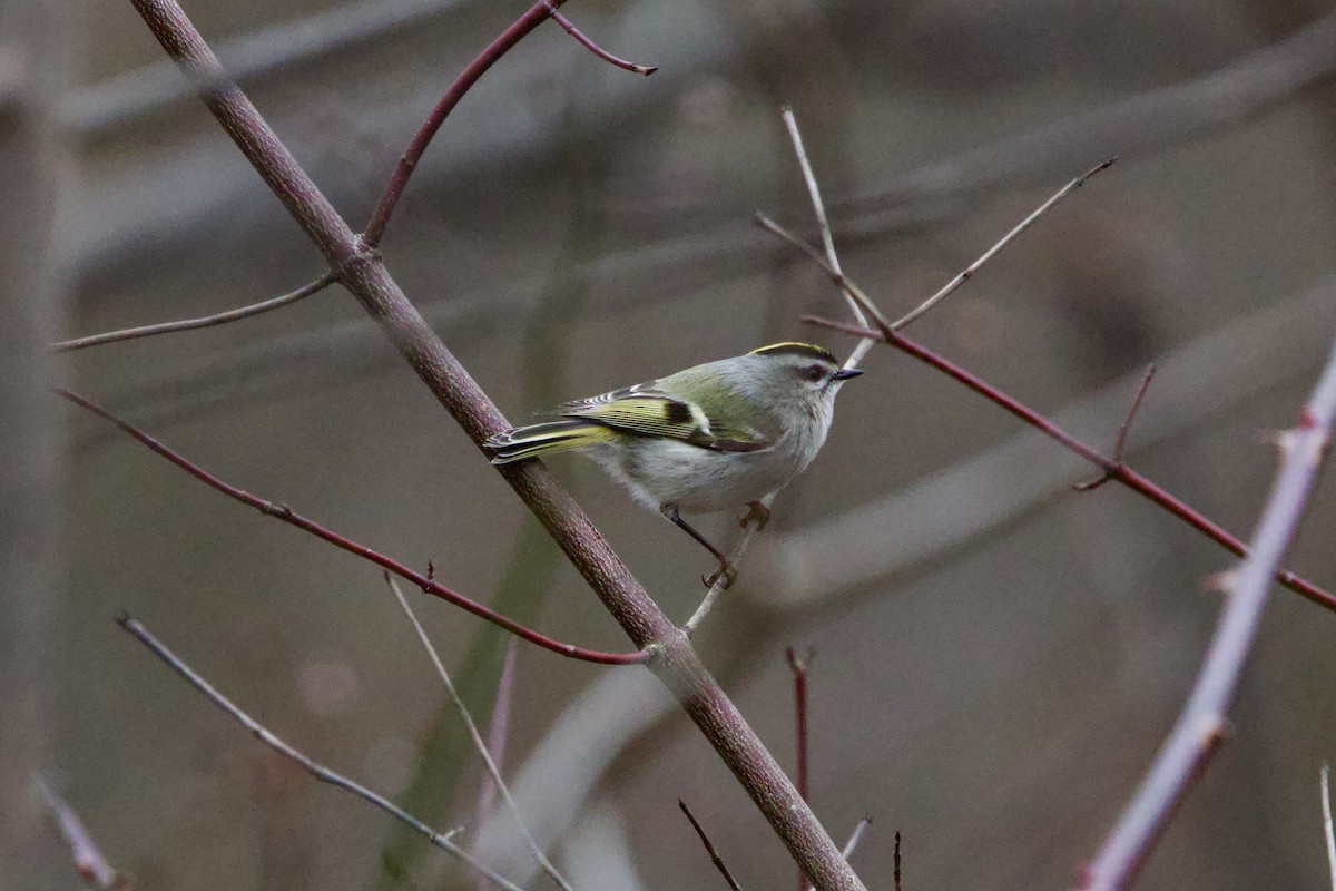 Golden-crowned Kinglet - ML614707586