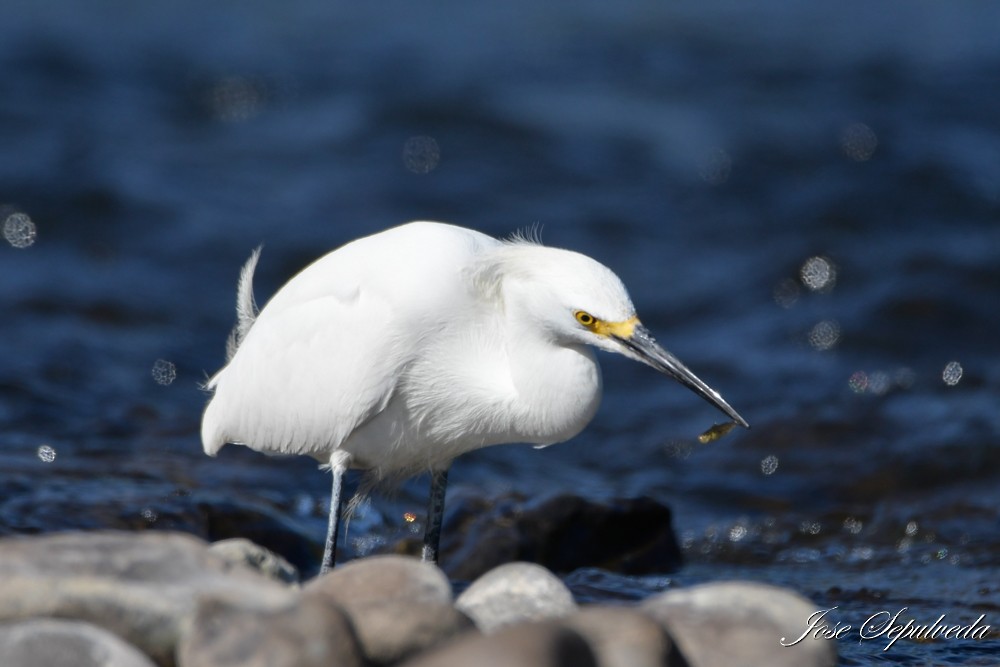 Snowy Egret - ML614707607