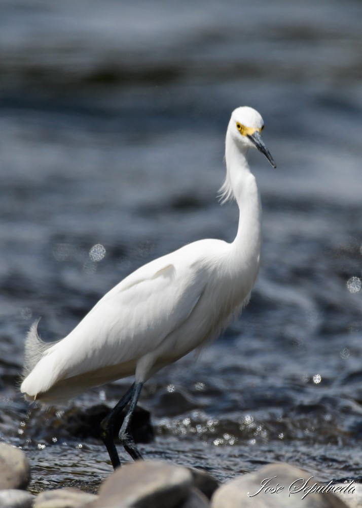 Snowy Egret - ML614707608