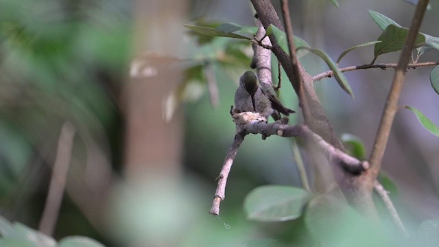 Anna's Hummingbird - ML614707700