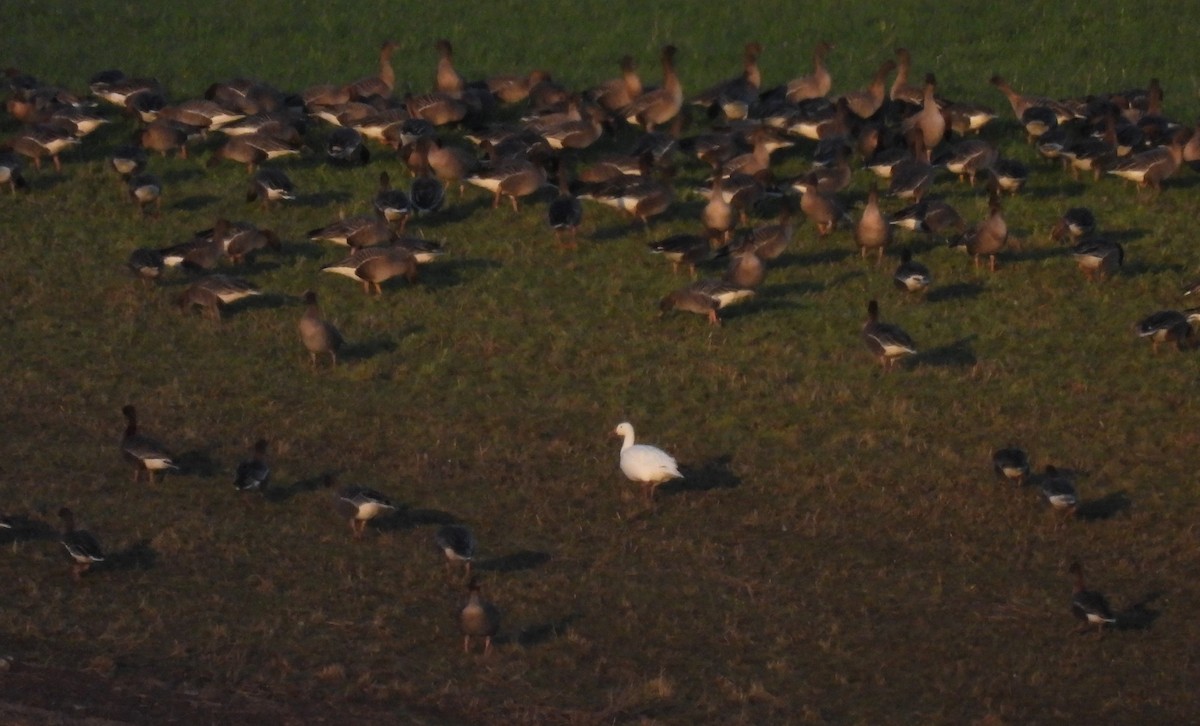 Snow Goose - ML614707715