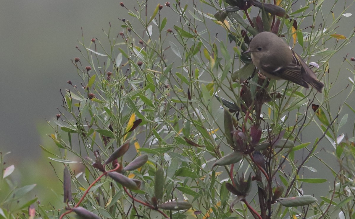 Ruby-crowned Kinglet - ML614707723