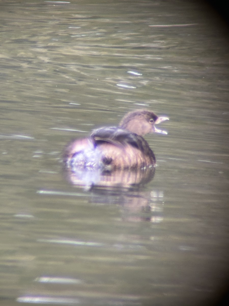 Pied-billed Grebe - ML614707764