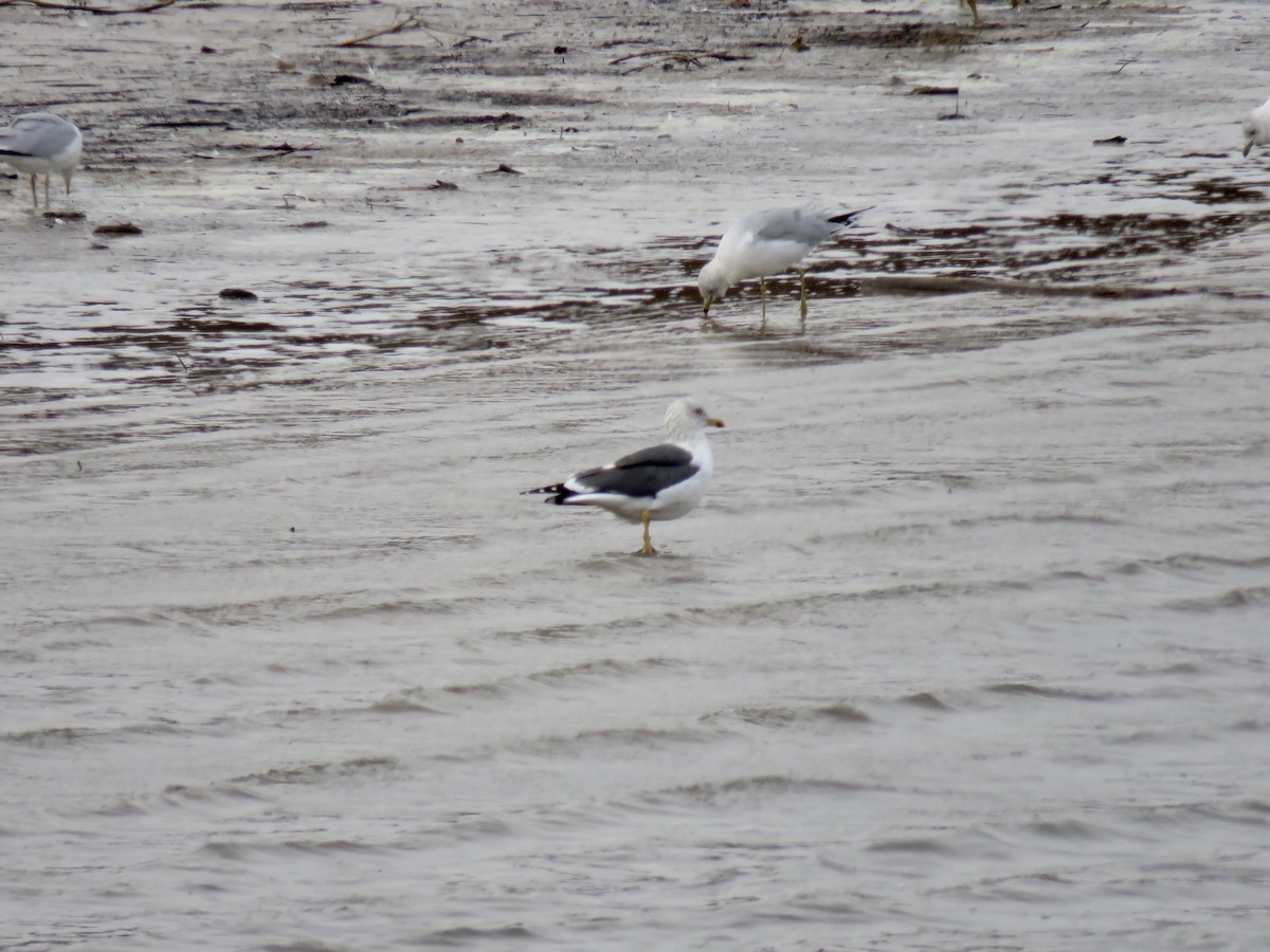 Lesser Black-backed Gull - Kathy McDowell