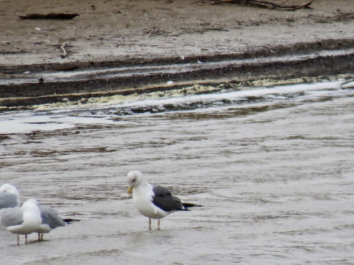 Lesser Black-backed Gull - ML614707870