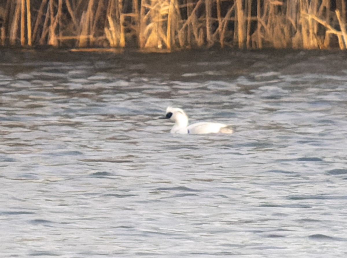 Smew - ML614707908