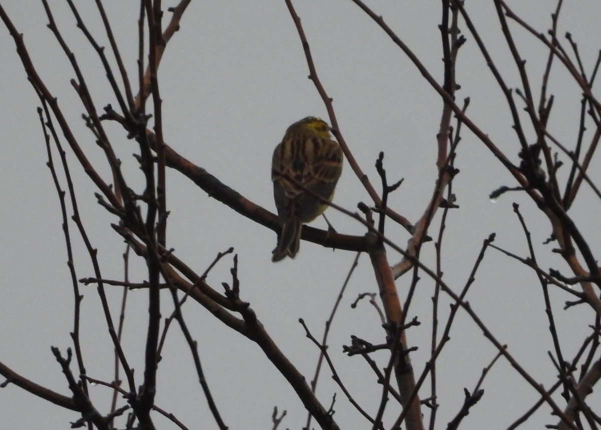 Yellowhammer - Manuel Vega Uyá