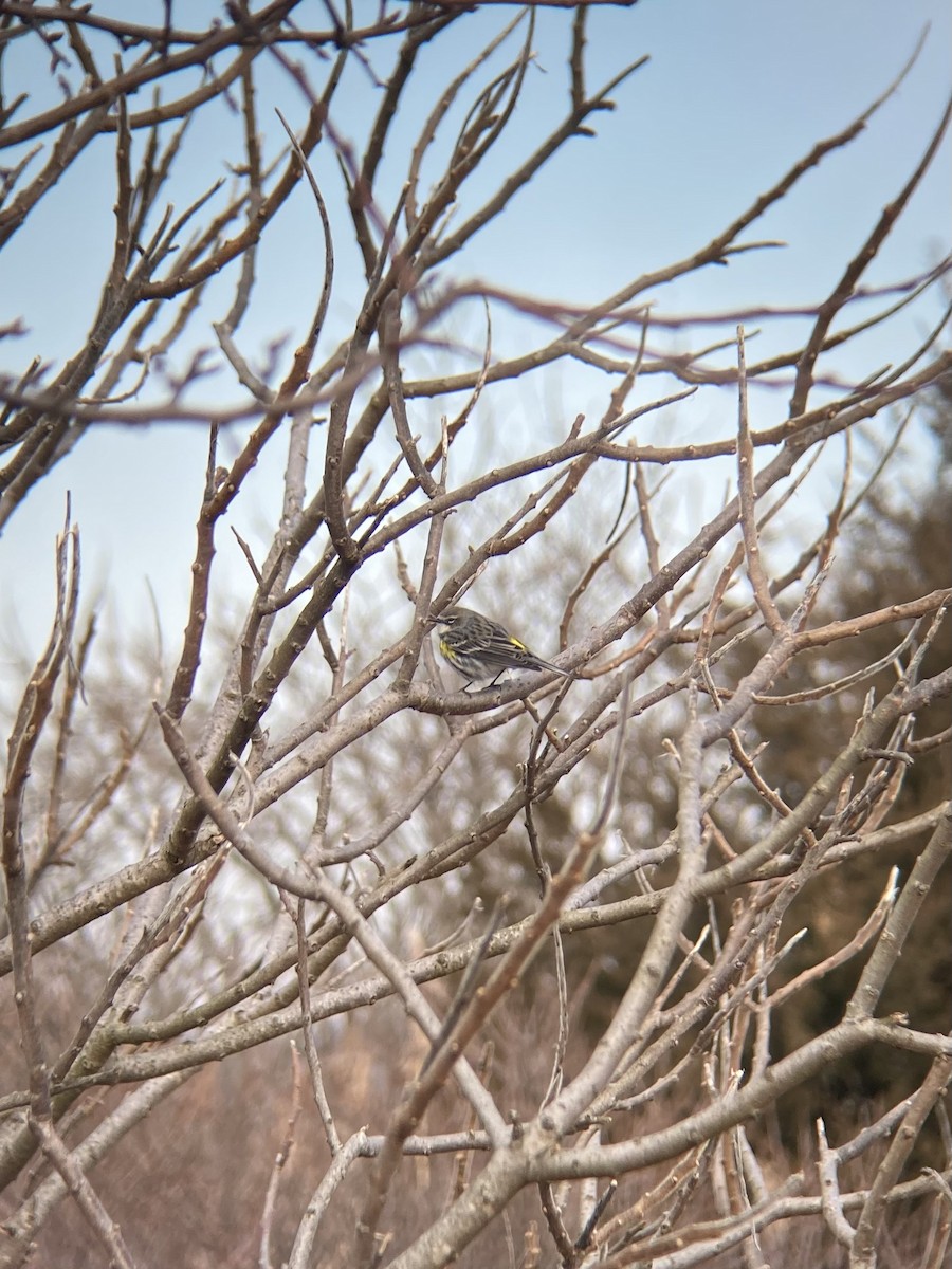 Yellow-rumped Warbler - ML614707978
