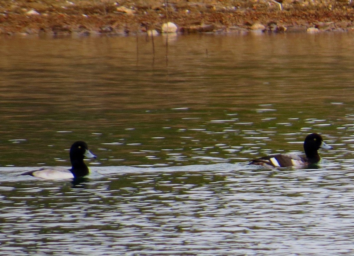 Greater Scaup - Eric Haskell