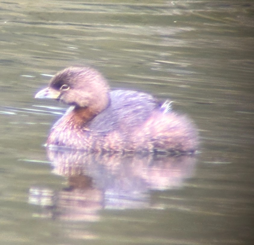 Pied-billed Grebe - ML614708016