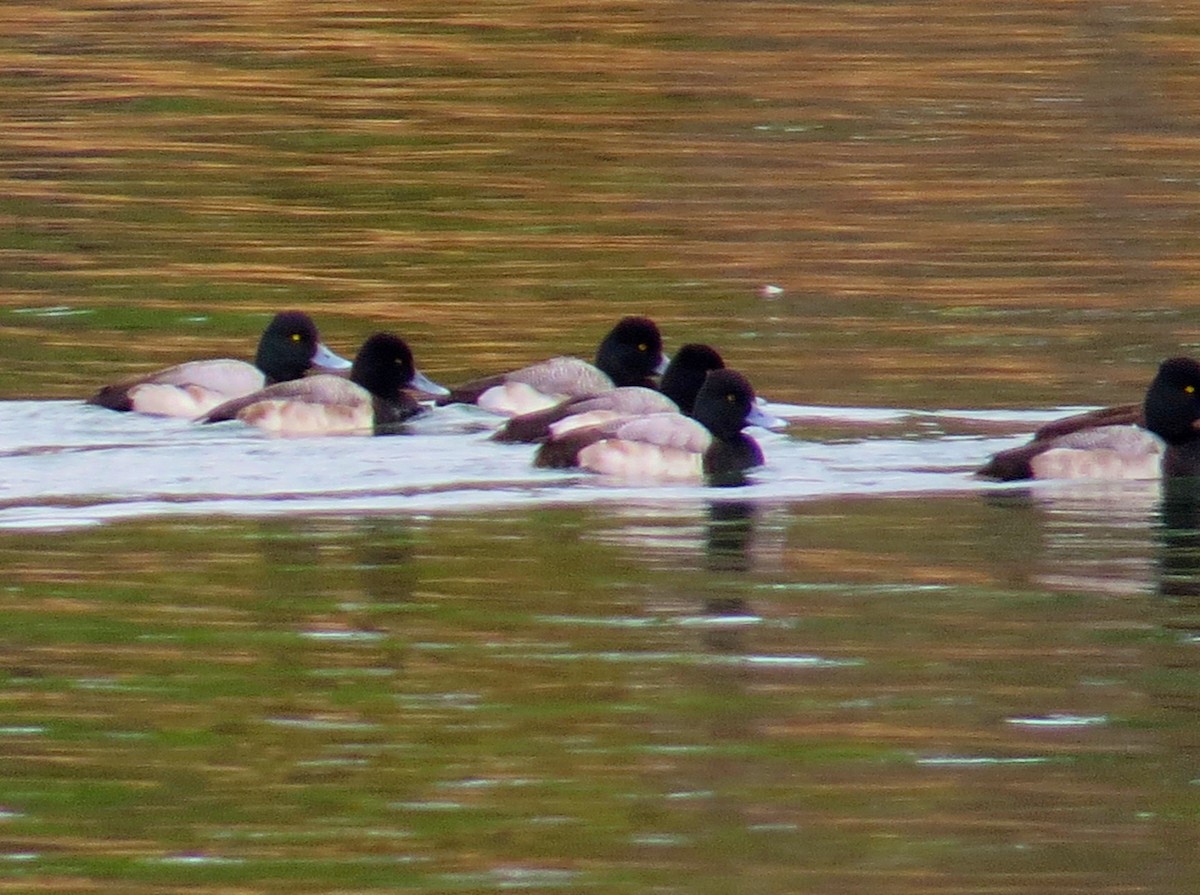 Lesser Scaup - Eric Haskell