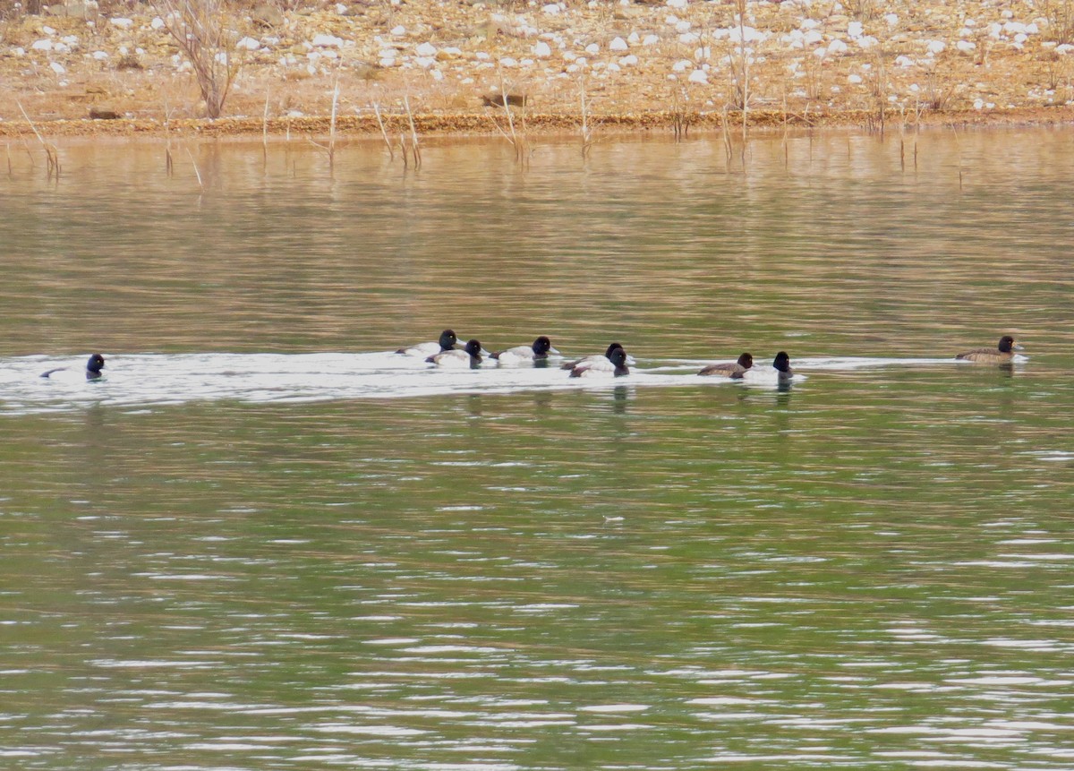 Lesser Scaup - Eric Haskell