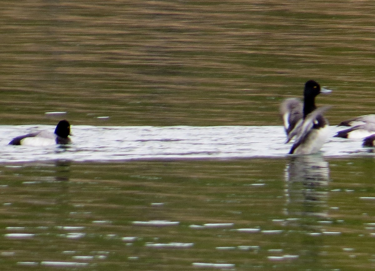 Lesser Scaup - Eric Haskell