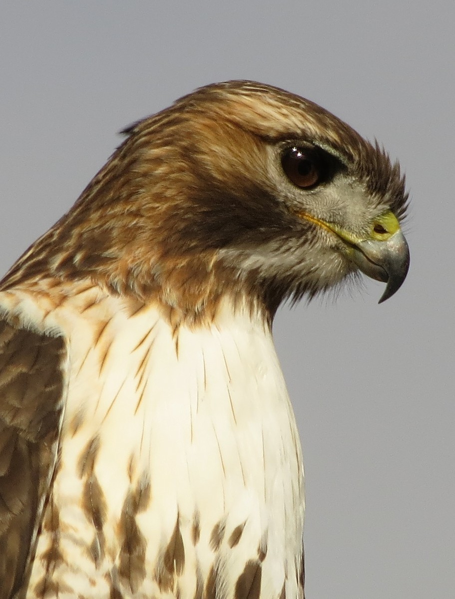 Red-tailed Hawk - ML614708154
