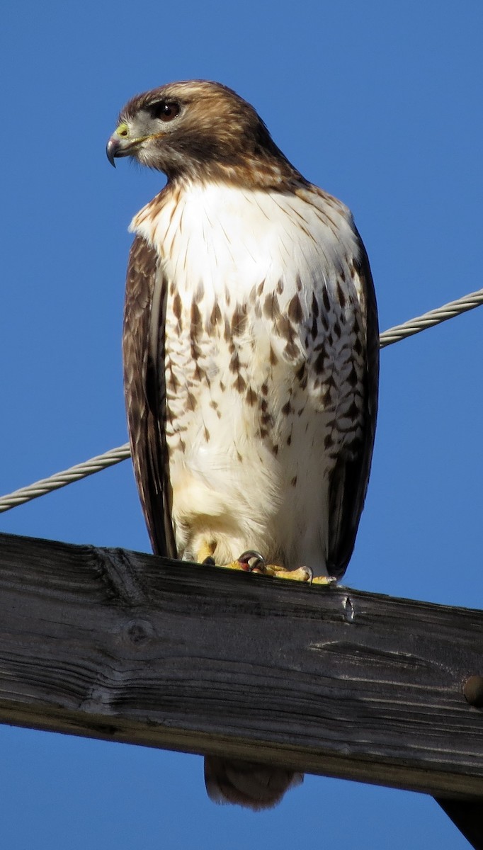 Red-tailed Hawk - ML614708155