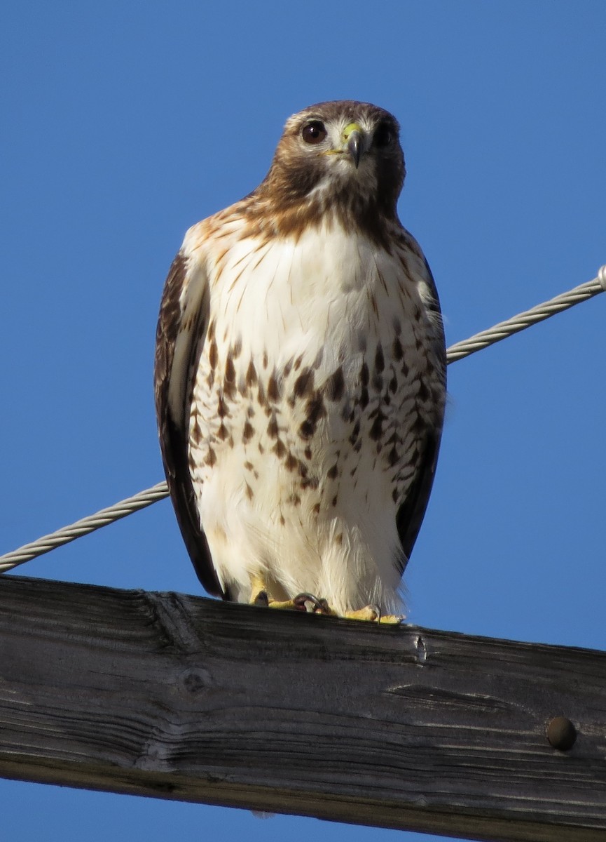 Red-tailed Hawk - ML614708156