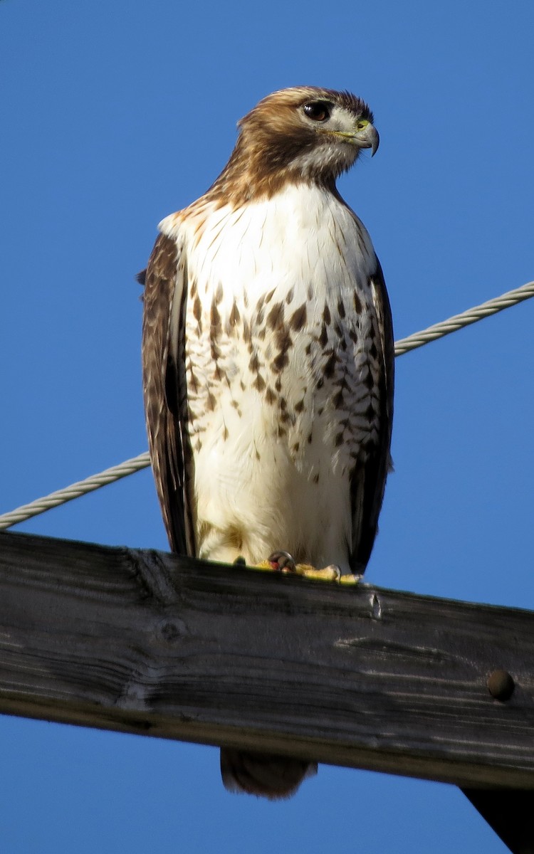 Red-tailed Hawk - ML614708157