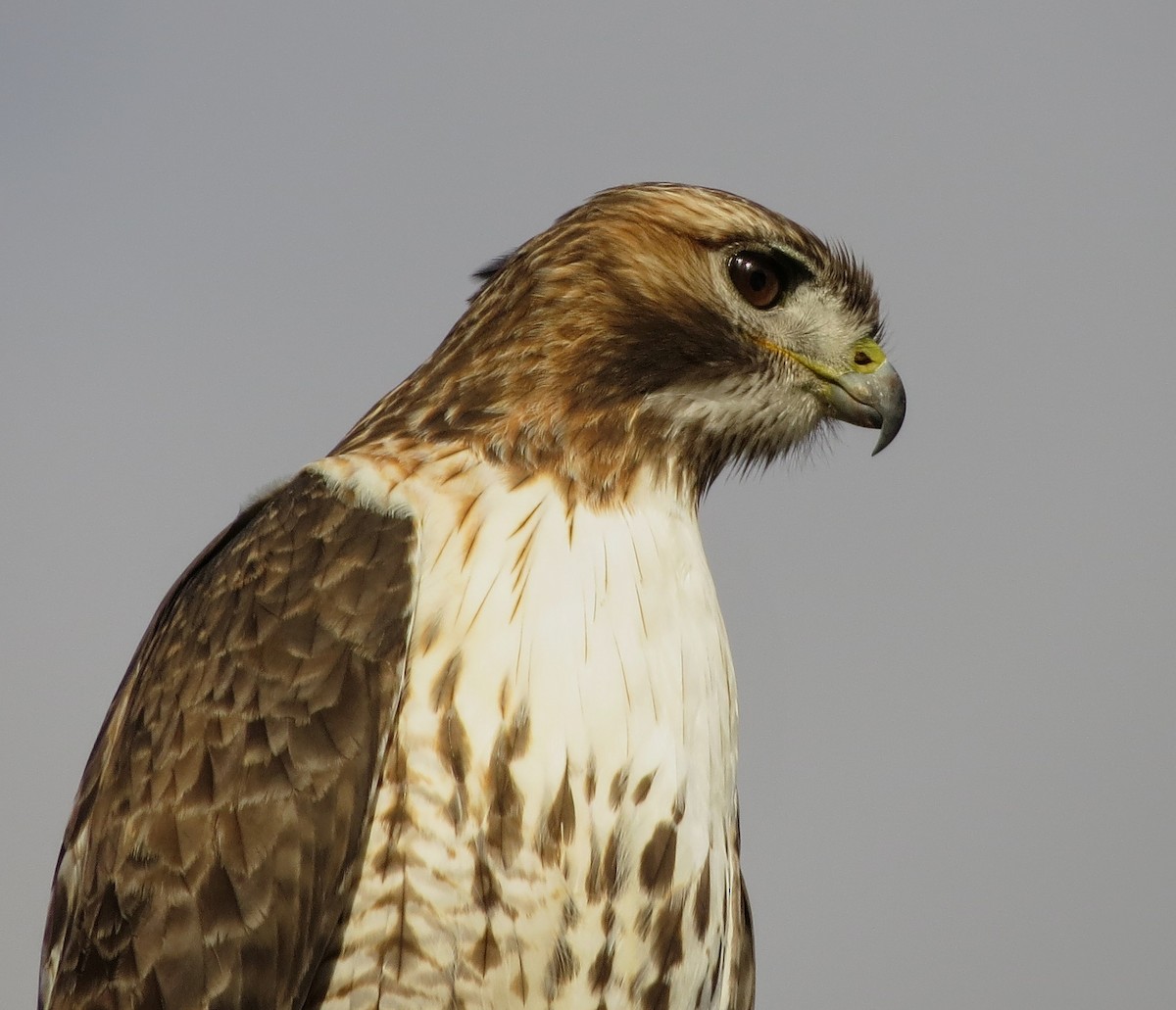 Red-tailed Hawk - ML614708159