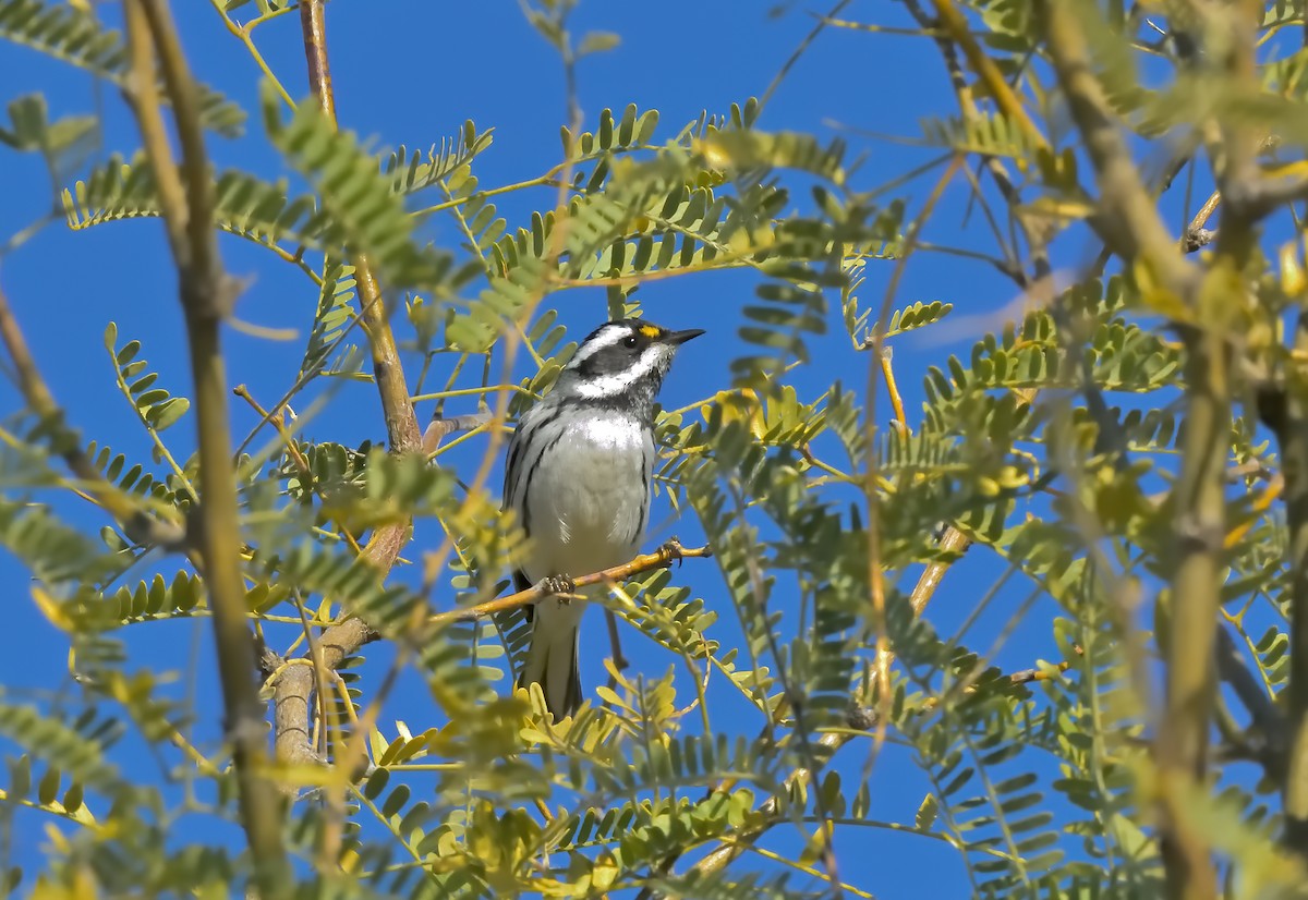 Black-throated Gray Warbler - ML614708229