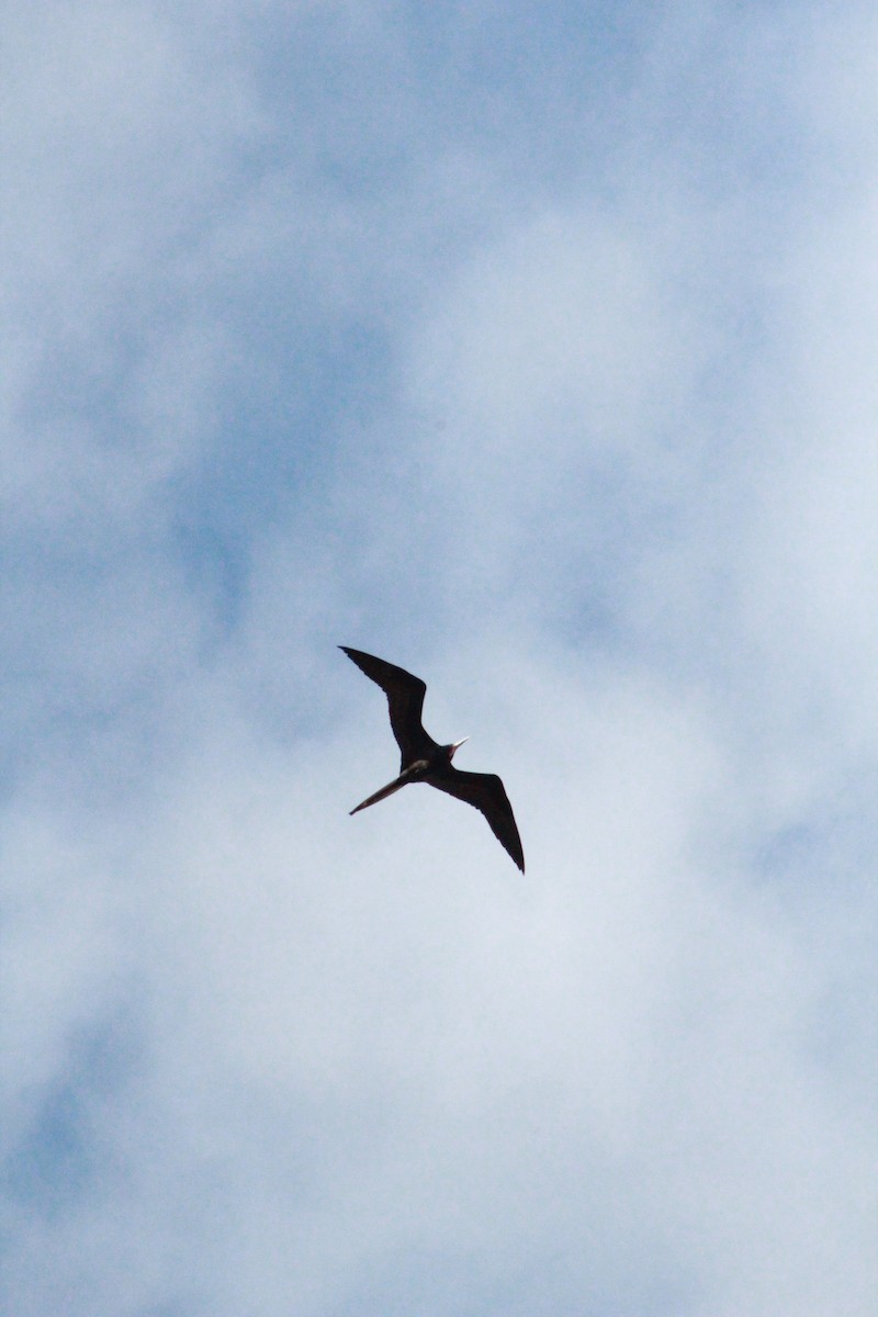 Magnificent Frigatebird - ML614708272