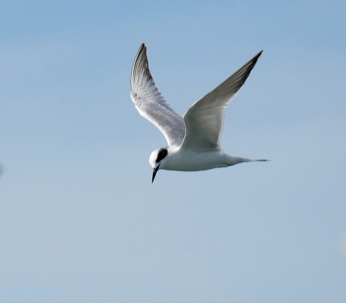 Forster's Tern - Gail Smith