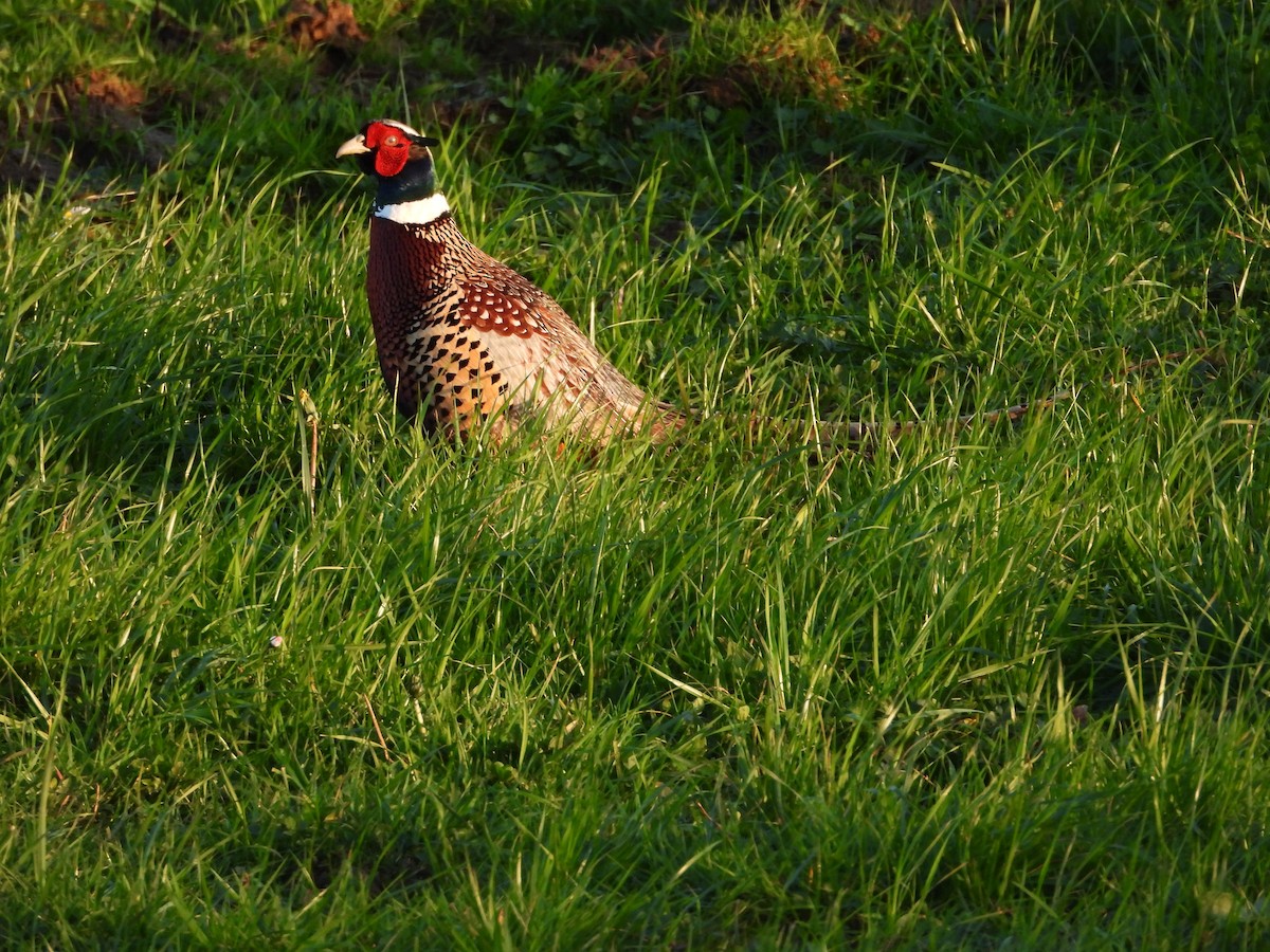 Ring-necked Pheasant - Manuel Vega Uyá
