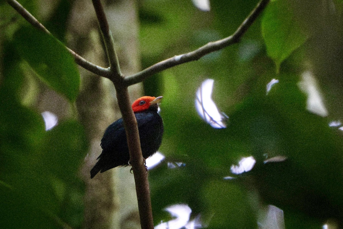 Red-headed Manakin - ML614708339