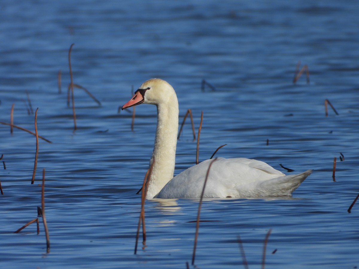 Mute Swan - ML614708363