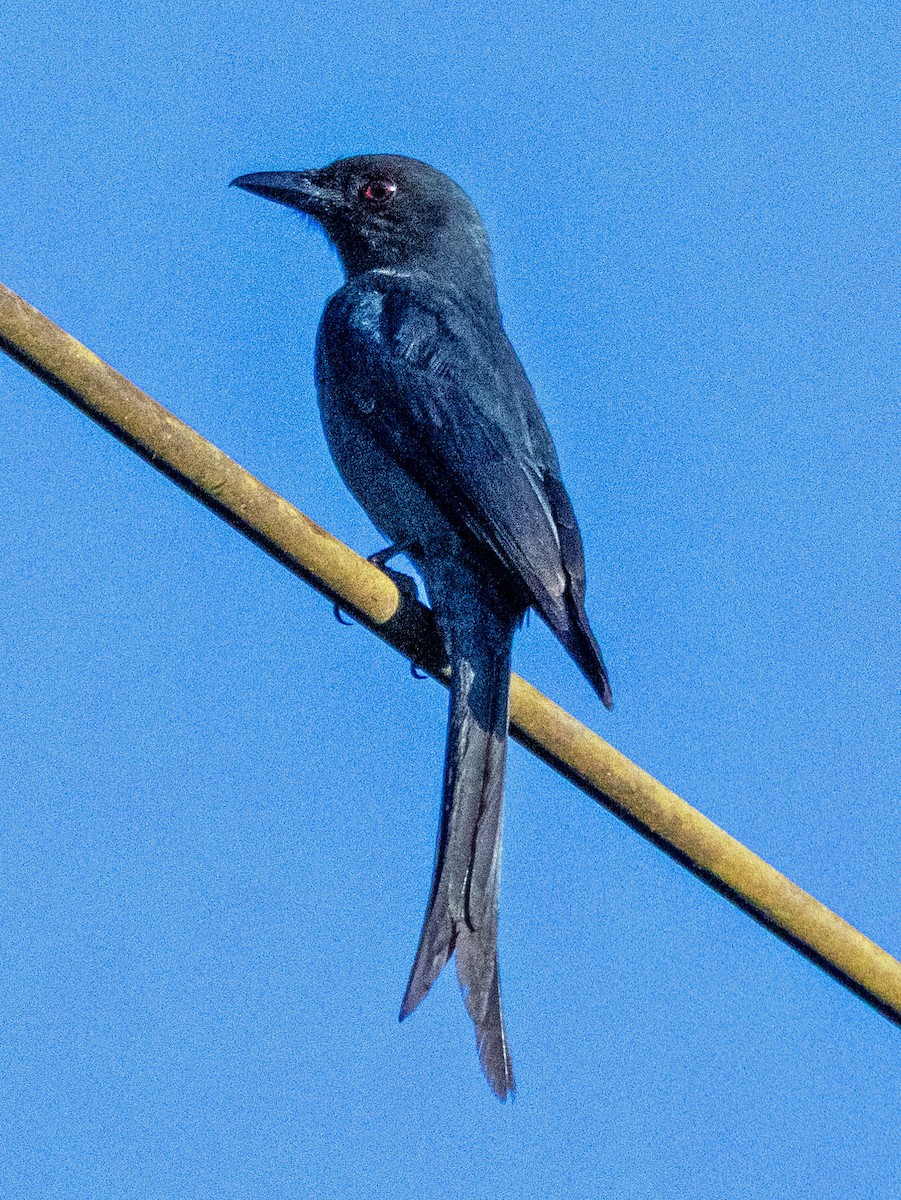 drongo kouřový - ML614708367