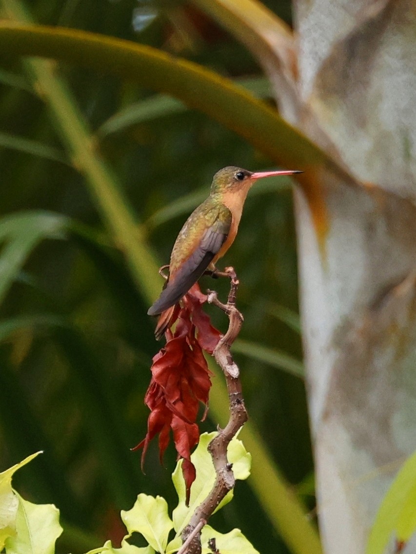 Cinnamon Hummingbird - ML614708388