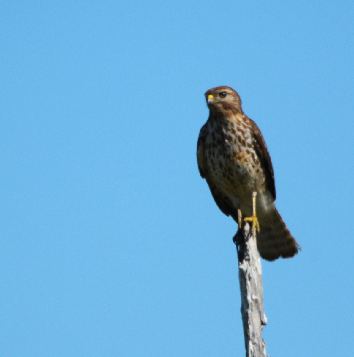 Red-shouldered Hawk - mark perry