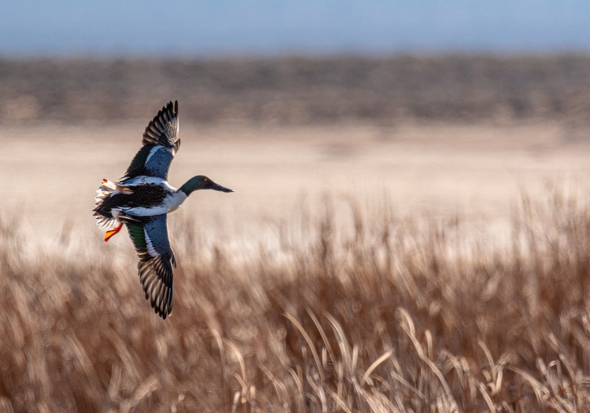 Northern Shoveler - Ched Whitney