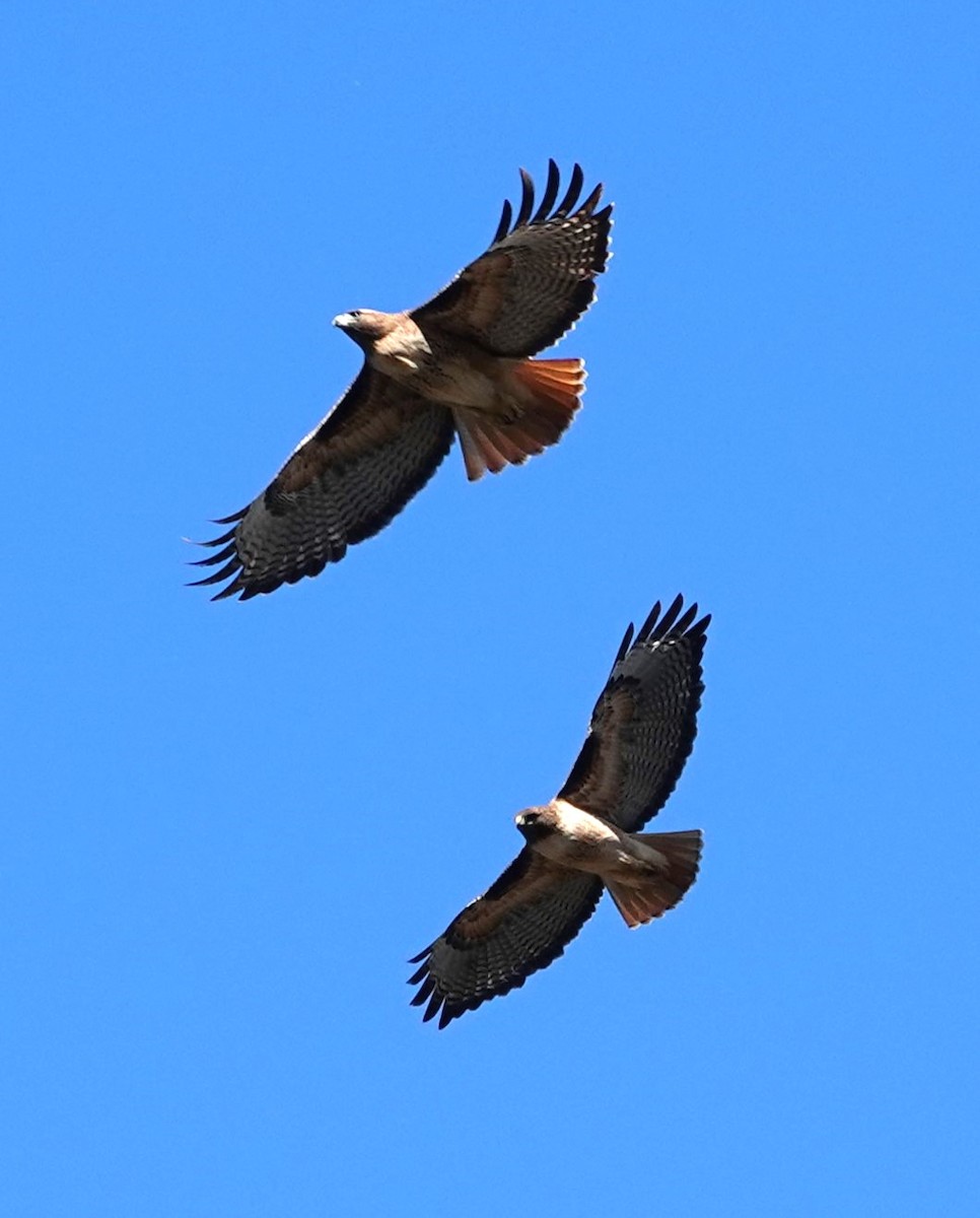 Red-tailed Hawk - ML614708417