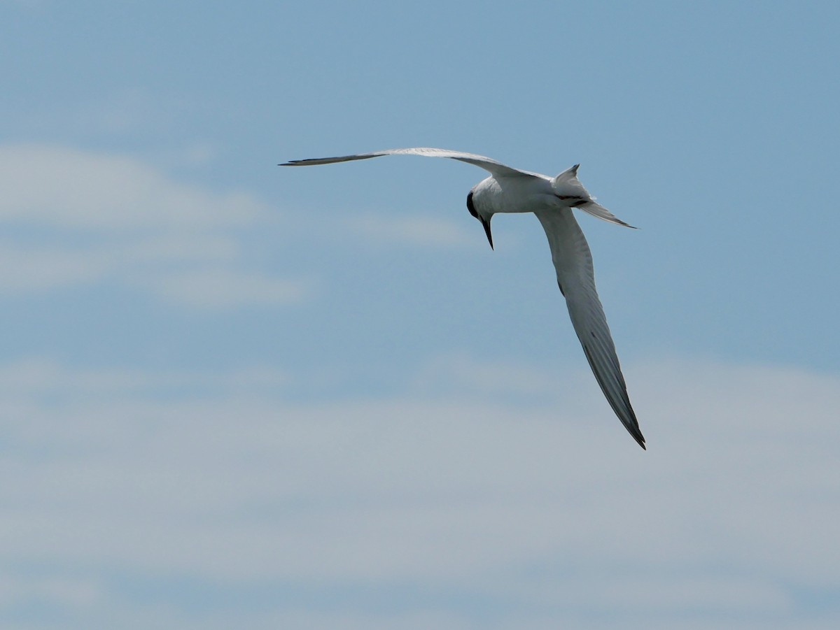 Forster's Tern - ML614708437