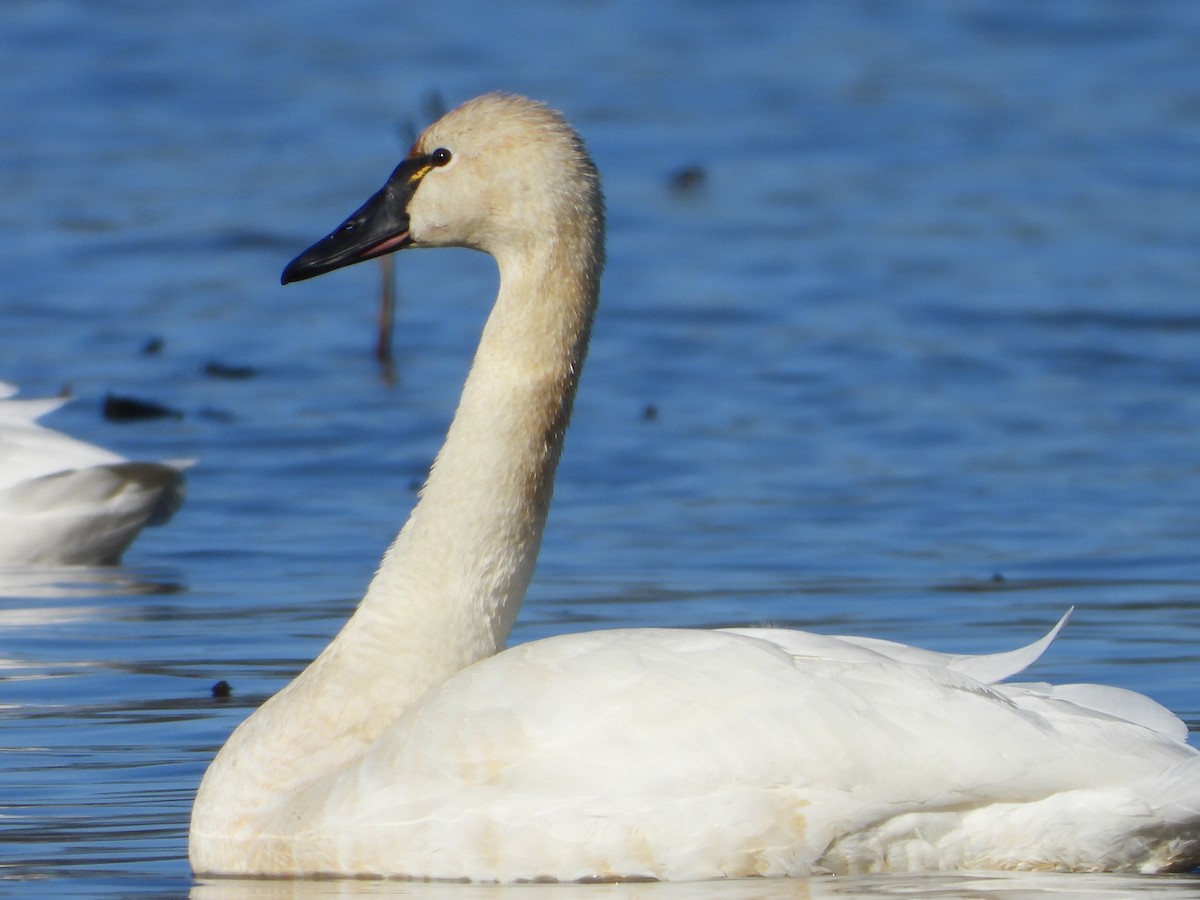 Tundra Swan - ML614708438