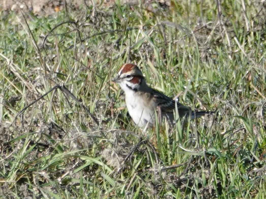 Lark Sparrow - ML614708446