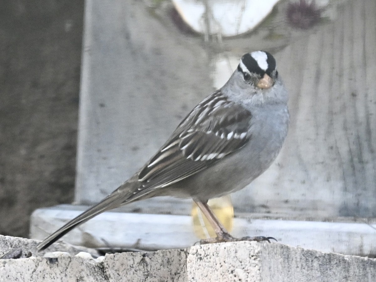 White-crowned Sparrow - ML614708478