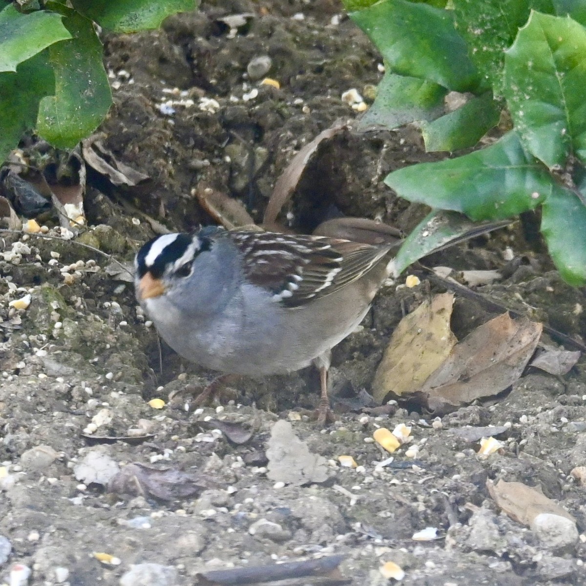 White-crowned Sparrow - ML614708479
