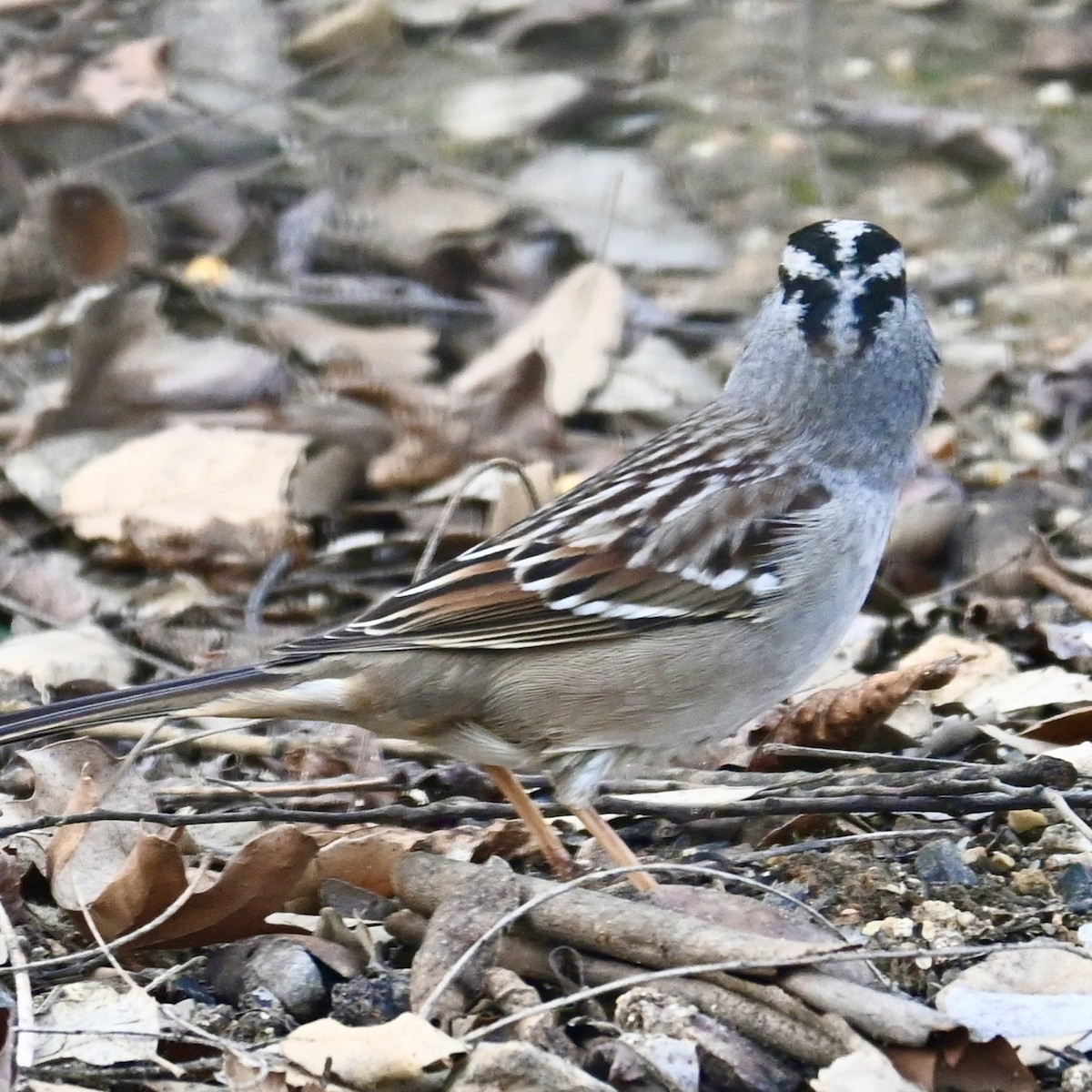 White-crowned Sparrow - ML614708481