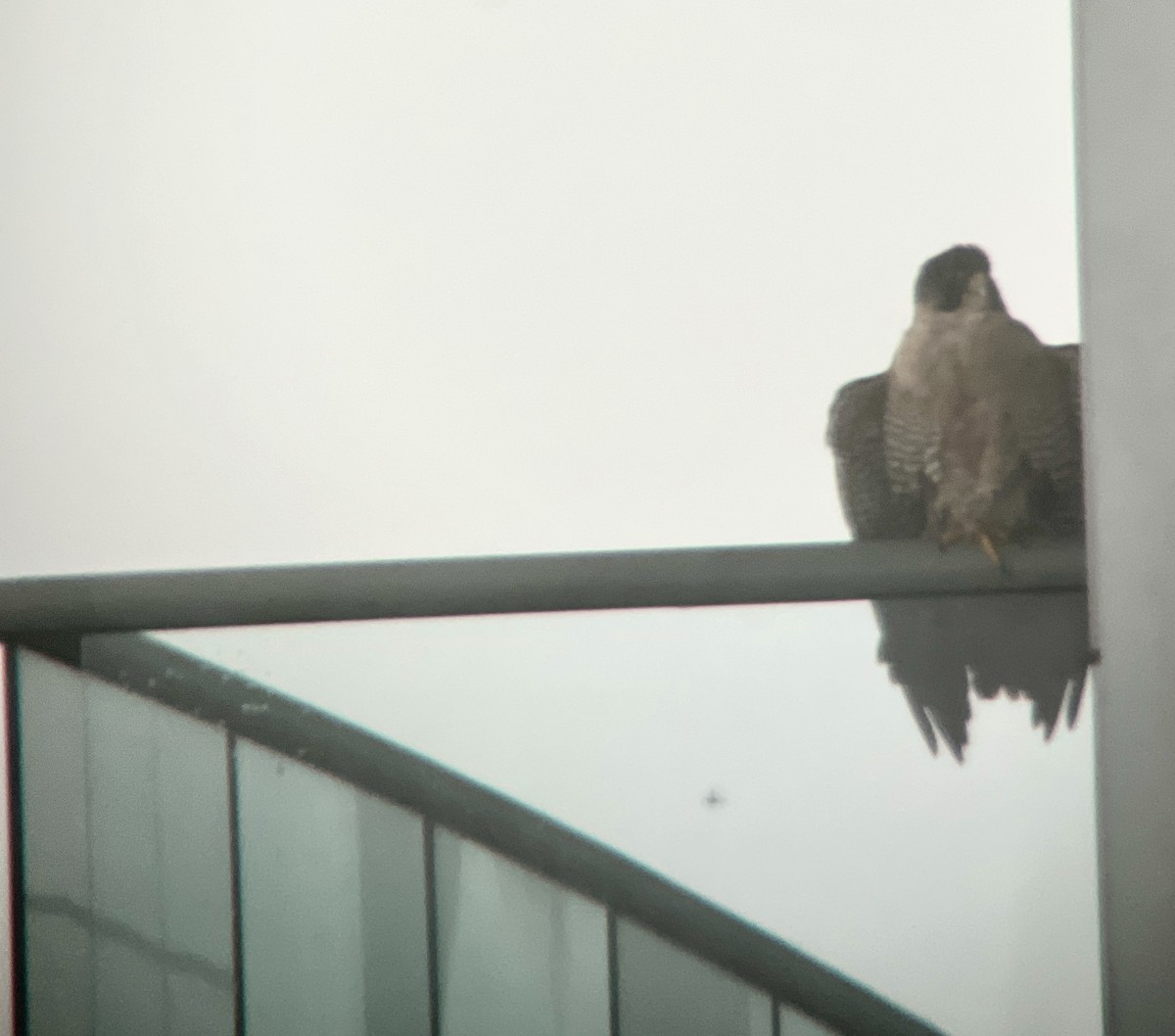 Peregrine Falcon - ML614708511